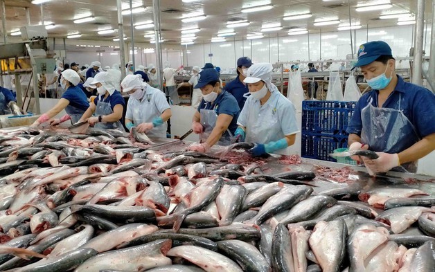 Cá tra Việt Nam lấy lại đà tăng trưởng từ thị trường Trung Quốc
