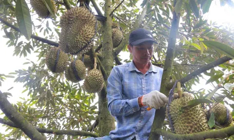 Phập phồng mùa thu hoạch sầu riêng