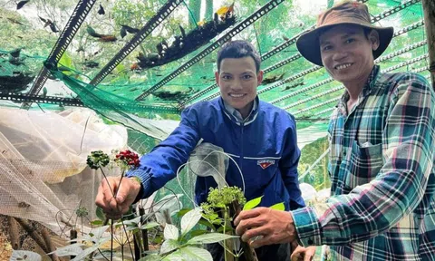 Giúp nhau làm giàu từ sâm Ngọc Linh