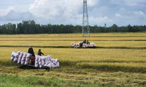 Vì sao giá lúa gạo ở miền Tây giảm mạnh?