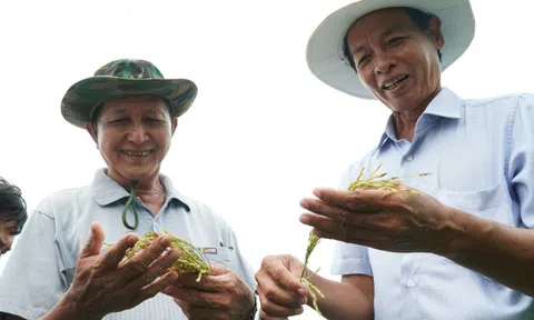 Giá lúa giảm, vì sao một số nông dân Cà Mau vẫn vui?
