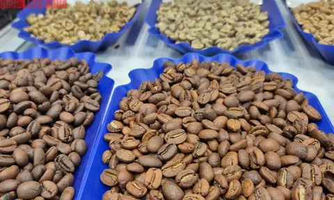 Giá cà phê hôm nay 30-11: Một tuần lạ lùng