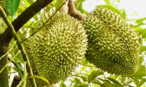 Thí điểm truy xuất nguồn gốc sầu riêng bằng tem do Bộ Công an phát hành