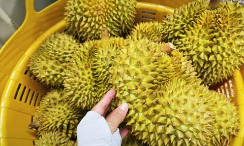 Dự báo xuất khẩu sầu riêng sang Trung Quốc 2026, liệu có vượt qua Thái Lan?