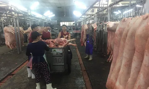 Giá heo hơi hôm nay, 26-1: Giá heo ở chợ đầu mối tiếp tục tăng