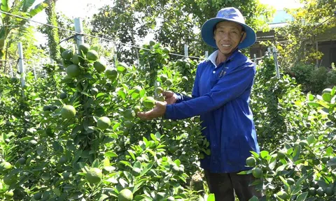 Mâm xôi Hàn Quốc, hạnh chưng Tết hút khách