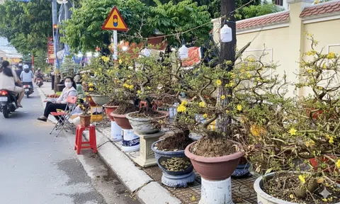 Khánh Hòa cho phép bán hoa Tết trên vỉa hè, bãi đỗ xe