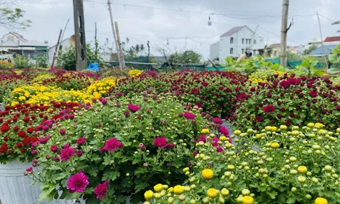 Thị trường hoa Tết Đà Nẵng bất ngờ với... 'cúc lùn'