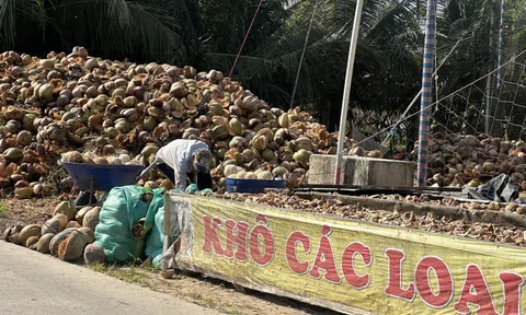 Cận Tết, giá dừa lao dốc, nhà vườn An Giang kêu trời