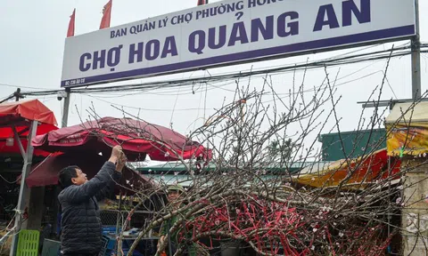 Thị trường hoa Hà Nội ngày giáp Tết: Đào giữ giá, tuyết mai tiêu thụ chậm