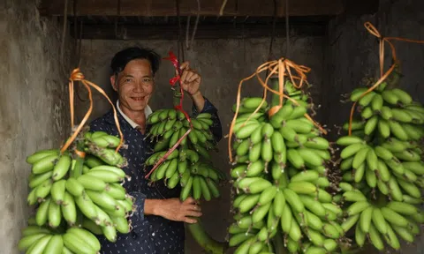 Thăm làng Đại Hoàng trồng 'chuối tiến vua' lừng danh, cây mới trổ hoa đã có người đặt mua