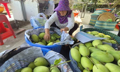 Xoài Tết quá mắc, người bán thấy giá cũng "sợ"