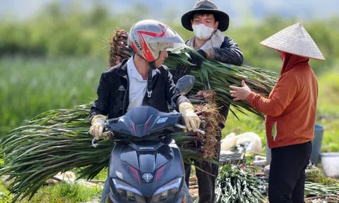 Hoa Lâm Đồng khoe sắc, rộn ràng