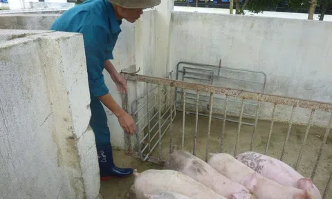 Giá heo hơi hôm nay, 11-2: Thịt heo ồ ạt về chợ, giá cả biến động bất ngờ