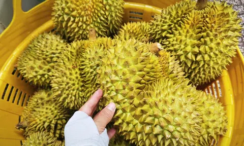 Quy định mới về xuất khẩu nông sản vào Trung Quốc