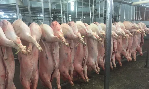 Giá heo hơi hôm nay, 13-2: Diễn biến lạ tại chợ đầu mối