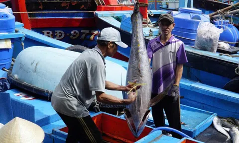 Trúng đậm cá ngừ đại dương, ngư dân Gia Lai vui Tết lớn