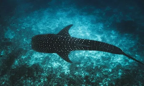 Maldives ra mắt dự án Tech4Nature để bảo vệ cá mập voi mang tính biểu tượng