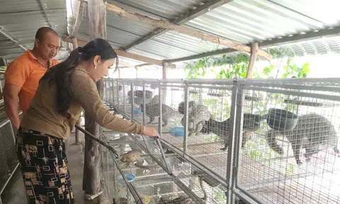 Người dân Cà Mau làm giàu nhờ nuôi chồn hương sinh sản