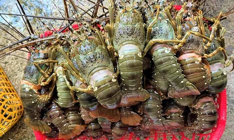 Vì sao Trung Quốc giảm nhập một nửa tôm hùm Canada, tăng gấp đôi mua của Việt Nam?