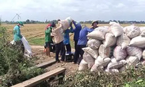 Lúa thu hoạch rộ, thương lái chậm mua