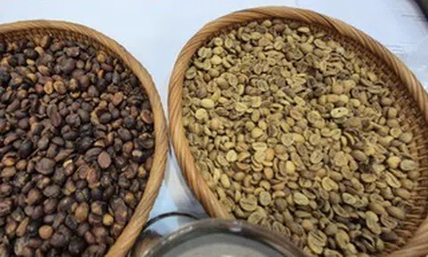 Giá cà phê hôm nay 16-3: Có bật tăng trở lại?