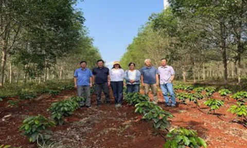 Giá cà phê hôm nay 17-3: Robusta hồi phục nhẹ, Arabica bật tăng mạnh