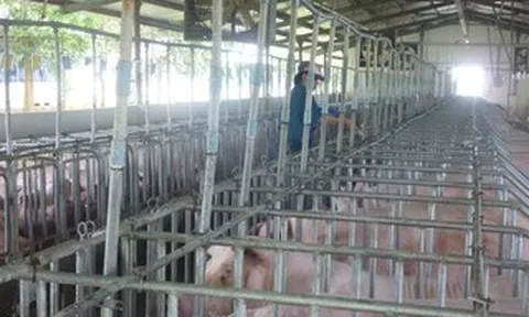 Giá heo hơi hôm nay, 19-3: Đột ngột tăng mạnh ở nhiều vùng miền