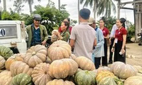 ‘Giải cứu’ hàng trăm tấn bí đỏ tồn đọng ở Cà Mau