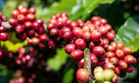 Giá cà phê hôm nay 3-4: Giảm đồng loạt, mốc 90.000 đồng/kg lung lay