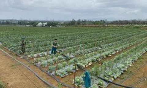 Sẽ có các vườn nông sản kiểu Nhật Bản tại vùng ven Đà Nẵng