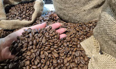 Giá cà phê hôm nay 14-4: Tăng trở lại, Mỹ tăng tốc nhập cà phê Việt