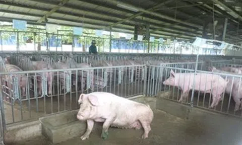 Giá heo hơi hôm nay, 14-4: Bật tăng ở chợ đầu mối