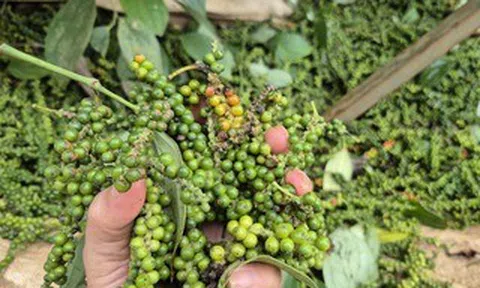 Một doanh nghiệp xuất khẩu hồ tiêu bị lừa đảo mất gần 16 tỉ đồng tại Pakistan