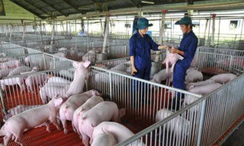 Giá heo hơi hôm nay, 16-4: Khu vực phía Nam có biến động