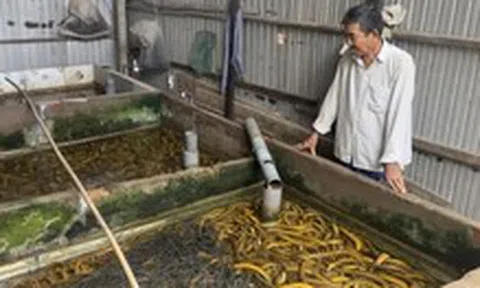 Giá lươn lao dốc, nông dân Miền Tây 'đau đầu' vì bán thì lỗ nặng giữ lại càng lỗ hơn