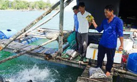 Người dân đảo Hải Tặc 'phất lên' nhờ nuôi cá lồng bè trên biển