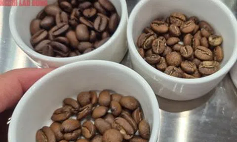 Giá cà phê hôm nay 22-4: Mới tăng đã giảm, nông dân cân nhắc điều này