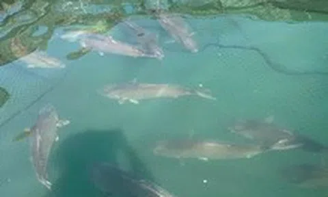 Việt Nam đang nuôi thử giống cá cam đắt giá, tính toán nuôi cá ngừ đại dương