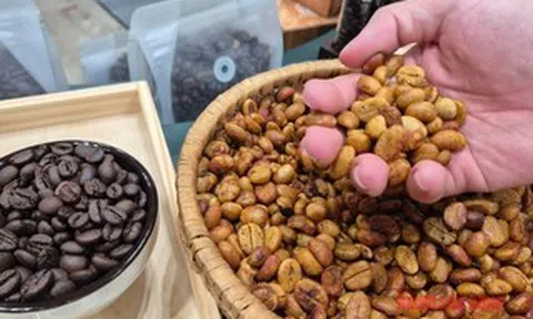 Giá cà phê hôm nay 23-4: Nhật Bản thử trồng cà phê trong nhà kính