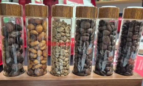 Giá cà phê hôm nay 26-4: Khó chốt thời điểm mua bán