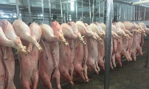 Giá heo hơi hôm nay, 29-4: Chợ đầu mối bật tăng