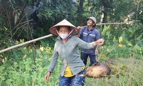 Săn trứng kiến trong rừng, kiếm tiền triệu mỗi ngày
