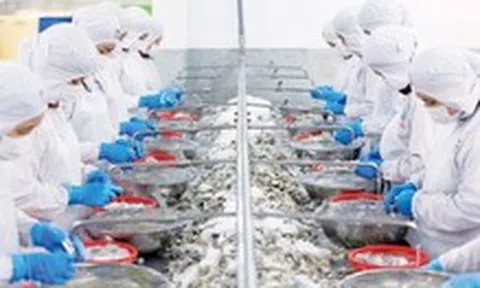 Mỹ giảm nhập thủy sản Việt Nam, Trung Quốc tăng mua 50% tôm hùm, cá tra, cua