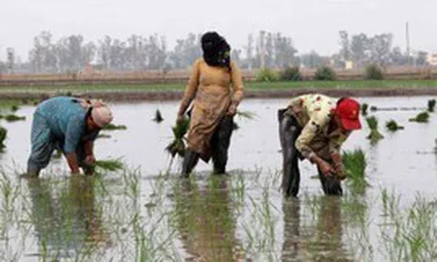 Gạo Ấn Độ, Thái Lan, Việt Nam sắp đón sóng gió, ‘thủ phạm’ là ai?