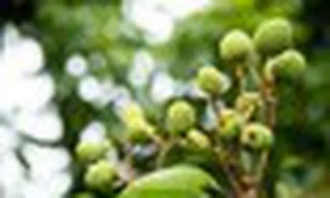 Tin buồn với loại quả “phi tử tiếu” được hàng triệu người VN và TQ say mê, có loại giá gần 600.000 đồng/kg