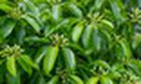 Ấn Độ mang tin vui tới hàng vạn hộ dân từ Tây Bắc đến Quảng Nam