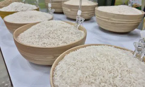 Bỏ giấy phép xuất khẩu gạo: Gỡ rào cản hay tạo cạnh tranh lệch chuẩn?