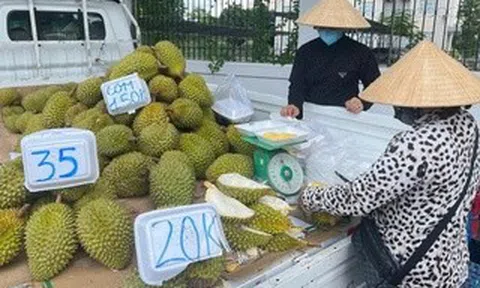 Doanh nghiệp và người trồng sầu riêng "đứng ngồi không yên"