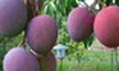 Loại quả ‘trứng của mặt trời’ vừa được đấu giá hơn 16 triệu đồng/cặp tại một quốc gia châu Á, Việt Nam vừa trồng thành công tại TP HCM